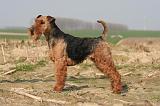 WELSH TERRIER 118